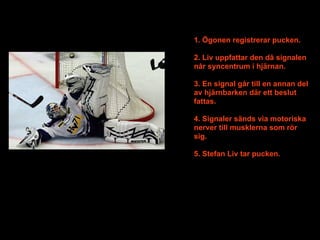 1. Ögonen registrerar pucken.

2. Liv uppfattar den då signalen
når syncentrum i hjärnan.

3. En signal går till en annan del
av hjärnbarken där ett beslut
fattas.

4. Signaler sänds via motoriska
nerver till musklerna som rör
sig.

5. Stefan Liv tar pucken.
 