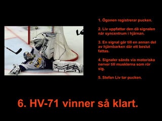 1. Ögonen registrerar pucken.

                2. Liv uppfattar den då signalen
                når syncentrum i hjärnan.

                3. En signal går till en annan del
                av hjärnbarken där ett beslut
                fattas.

                4. Signaler sänds via motoriska
                nerver till musklerna som rör
                sig.

                5. Stefan Liv tar pucken.




6. HV-71 vinner så klart.
 