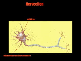 Nervcellen


                             cellkärna




Inåtledande nervtrådar (Dendriter)       2
 