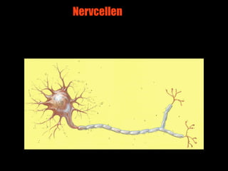 Nervcellen




             2
 