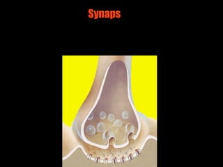 Synaps




         3
 