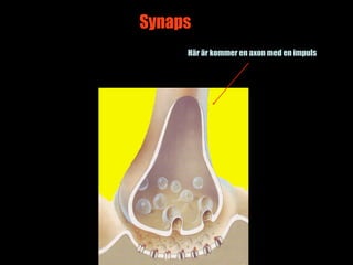 Synaps
     Här är kommer en axon med en impuls




                                 3
 