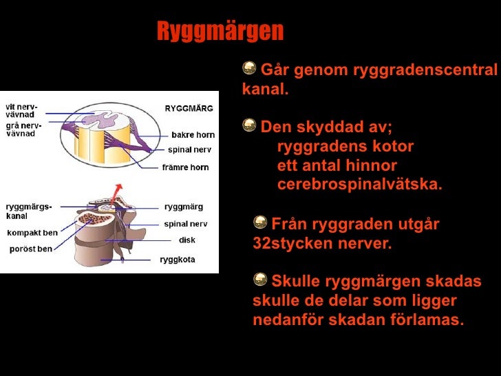 ryggmärgen ryggmärgen