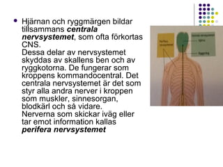  Hjärnan och ryggmärgen bildar 
tillsammans centrala 
nervsystemet, som ofta förkortas 
CNS. 
Dessa delar av nervsystemet 
skyddas av skallens ben och av 
ryggkotorna. De fungerar som 
kroppens kommandocentral. Det 
centrala nervsystemet är det som 
styr alla andra nerver i kroppen 
som muskler, sinnesorgan, 
blodkärl och så vidare. 
Nerverna som skickar iväg eller 
tar emot information kallas 
perifera nervsystemet 
 