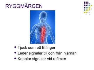 RYGGMÄRGEN 
 Tjock som ett lillfinger 
 Leder signaler till och från hjärnan 
 Kopplar signaler vid reflexer 
 