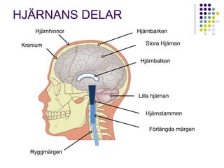 HJÄRNANS DELAR 
Stora Hjärnan 
Hjärnbalken 
Lilla hjärnan 
Hjärnstammen 
Ryggmärgen 
Förlängda märgen 
Hjärnhinnor 
Kranium 
Hjärnbarken 
 