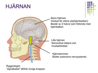 HJÄRNAN 
Stora Hjärnan 
Veckad för större yta(hjärnbarken). 
Består av 2 halvor som förbinds med 
hjärnbalken 
Lilla hjärnan 
Samordnar balans och 
muskelrörelser 
Hjärnstammen 
Sköter autonoma nervsystemet. 
Ryggmärgen 
”signalkabel” till/från övriga kroppen 
 