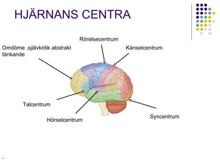 HJÄRNANS CENTRA 
Omdöme ,självkritik abstrakt 
tänkande 
Talcentrum 
Rörelsecentrum 
Hörselcentrum 
Känselcentrum 
Syncentrum 
ET…… 
