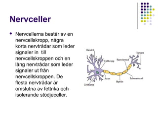 Nervceller 
 Nervcellerna består av en 
nervcellskropp, några 
korta nervtrådar som leder 
signaler in till 
nervcellskroppen och en 
lång nervtrådar som leder 
signaler ut från 
nervcellskroppen. De 
flesta nervtrådar är 
omslutna av fettrika och 
isolerande stödjeceller. 
 