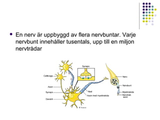  En nerv är uppbyggd av flera nervbuntar. Varje 
nervbunt innehåller tusentals, upp till en miljon 
nervtrådar 
 