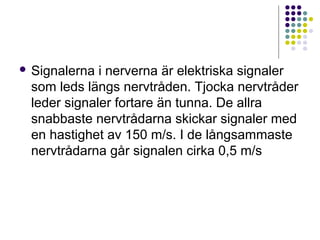  Signalerna i nerverna är elektriska signaler 
som leds längs nervtråden. Tjocka nervtråder 
leder signaler fortare än tunna. De allra 
snabbaste nervtrådarna skickar signaler med 
en hastighet av 150 m/s. I de långsammaste 
nervtrådarna går signalen cirka 0,5 m/s 
 