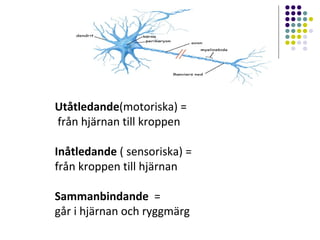 Utåtledande(motoriska) = 
från hjärnan till kroppen 
Inåtledande ( sensoriska) = 
från kroppen till hjärnan 
Sammanbindande = 
går i hjärnan och ryggmärg 
 