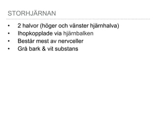 STORHJÄRNAN
• 2 halvor (höger och vänster hjärnhalva)
• Ihopkopplade via hjärnbalken
• Består mest av nervceller
• Grå bark & vit substans
 
