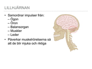 LILLHJÄRNAN
• Samordnar impulser från:
– Ögon
– Öron
– Balansorgan
– Muskler
– Leder
• Påverkar muskelrörelserna så
att de blir mjuka och riktiga
 
