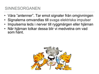 SINNESORGANEN
• Våra ”antenner”. Tar emot signaler från omgivningen
• Signalerna omvandlas till svaga elektriska impulser
• Impulserna leds i nerver till ryggmärgen eller hjärnan
• När hjärnan tolkar dessa blir vi medvetna om vad
som hänt.
 