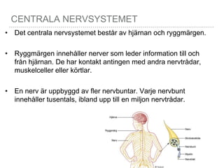 CENTRALA NERVSYSTEMET
• Det centrala nervsystemet består av hjärnan och ryggmärgen.
• Ryggmärgen innehåller nerver som leder information till och
från hjärnan. De har kontakt antingen med andra nervtrådar,
muskelceller eller körtlar.
• En nerv är uppbyggd av fler nervbuntar. Varje nervbunt
innehåller tusentals, ibland upp till en miljon nervtrådar.
 