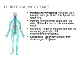 PERIFERA NERVSYSTEMET
• Perifera nervsystemet Nerverna ute i
kroppen som går till och från hjärna och
ryggmärg.
• Perifera nervsystemet delsa upp i två
olika; Motoriska nerver och sensoriska
nerver
• Motoriska - leder till muskler och som vid
aktivering ger upphov till
muskelsammandragning.
• Sensoriska - leder nervsignaler från
sinnesorgan till hjärnan
 