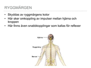 RYGGMÄRGEN
• Skyddas av ryggmärgens kotor
• Här sker omkoppling av impulser mellan hjärna och
kroppen
• Här finns även snabbkopplingar som kallas för reflexer
 