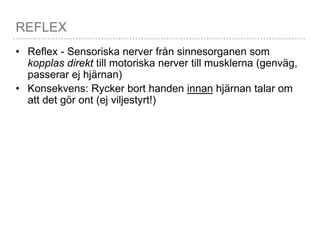 REFLEX
• Reflex - Sensoriska nerver från sinnesorganen som
kopplas direkt till motoriska nerver till musklerna (genväg,
passerar ej hjärnan)
• Konsekvens: Rycker bort handen innan hjärnan talar om
att det gör ont (ej viljestyrt!)
 