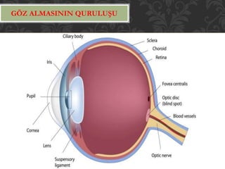 Nervus opticus Gorme siniri ATU Nevrologiya | PPTX
