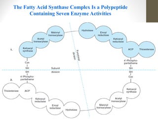 lipid metabolism fatty acid synthesis.ppt