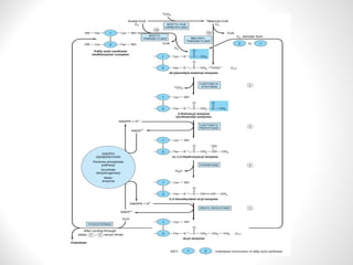 lipid metabolism fatty acid synthesis.ppt