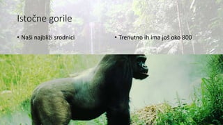 Istočne gorile
• Naši najbliži srodnici • Trenutno ih ima još oko 800
 