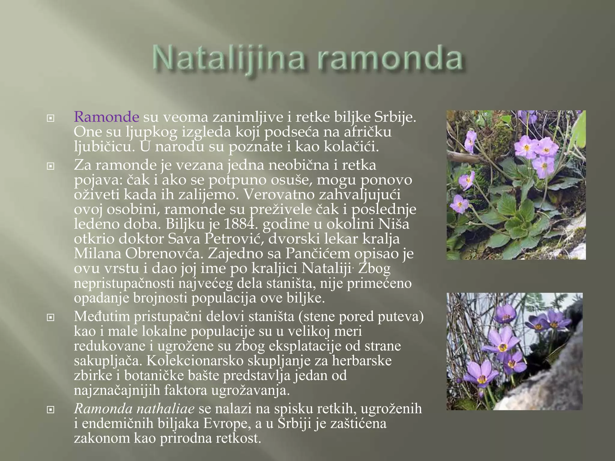    Ramonde su veoma zanimljive i retke biljke Srbije.
    One su ljupkog izgleda koji podseća na afričku
    ljubičicu. U narodu su poznate i kao kolačići.
   Za ramonde je vezana jedna neobična i retka
    pojava: čak i ako se potpuno osuše, mogu ponovo
    oživeti kada ih zalijemo. Verovatno zahvaljujući
    ovoj osobini, ramonde su preživele čak i poslednje
    ledeno doba. Biljku je 1884. godine u okolini Niša
    otkrio doktor Sava Petrović, dvorski lekar kralja
    Milana Obrenovća. Zajedno sa Pančićem opisao je
    ovu vrstu i dao joj ime po kraljici Nataliji. Zbog
    nepristupačnosti najvećeg dela staništa, nije primećeno
    opadanje brojnosti populacija ove biljke.
   Međutim pristupačni delovi staništa (stene pored puteva)
    kao i male lokalne populacije su u velikoj meri
    redukovane i ugrožene su zbog eksplatacije od strane
    sakupljača. Kolekcionarsko skupljanje za herbarske
    zbirke i botaničke bašte predstavlja jedan od
    najznačajnijih faktora ugrožavanja.
   Ramonda nathaliae se nalazi na spisku retkih, ugroženih
    i endemičnih biljaka Evrope, a u Srbiji je zaštićena
    zakonom kao prirodna retkost.
 