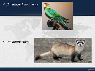  Папагајчић каролина
 Црноноги твор
 