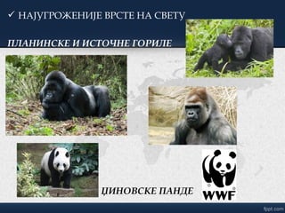  НАЈУГРОЖЕНИЈЕ ВРСТЕ НА СВЕТУ
ПЛАНИНСКЕ И ИСТОЧНЕ ГОРИЛЕ
ЏИНОВСКЕ ПАНДЕ
 