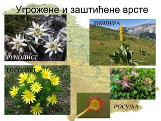 Угрожене и заштићене врсте
РУНОЛИСТ
ЛИНЦУРА
РОСУЉА
ГОРОЦВЕТ
 