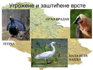 Угрожене и заштићене врсте
ТЕТРЕБ
МАЛА БЕЛА
ЧАПЉА
ОРАО БРАДАН
 