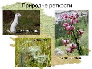 Природне реткости
ХЕРМЕЛИН
КОВИЉЕ
ЗЛАТНИ ЉИЉАН
 
