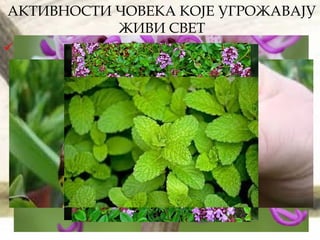АКТИВНОСТИ ЧОВЕКА КОЈЕ УГРОЖАВАЈУ
ЖИВИ СВЕТ
Стицање материјалних користи на рачун
природних богатстава:
Неконтролисано брање биљних врста (лековите и
украсне највише страдају).
 