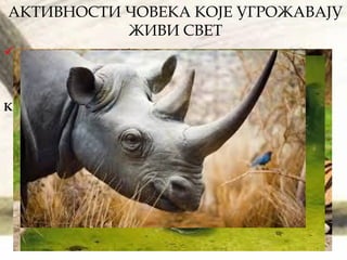 АКТИВНОСТИ ЧОВЕКА КОЈЕ УГРОЖАВАЈУ
ЖИВИ СВЕТ
Стицање материјалних користи на рачун
природних богатстава:
КРИВОЛОВ – израда различитих одевних и других
предмета
 