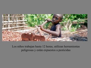 Los niños trabajan hasta 12 horas, utilizan herramientas peligrosas y están expuestos a pesticidas 