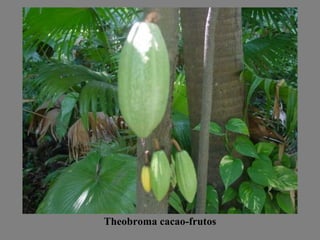 Theobroma cacao-frutos 