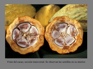 Fruto del cacao, sección transversal. Se observan las semillas en su interior. 
