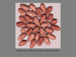 Semillas de Cacao con las que se fabrica chocolate 