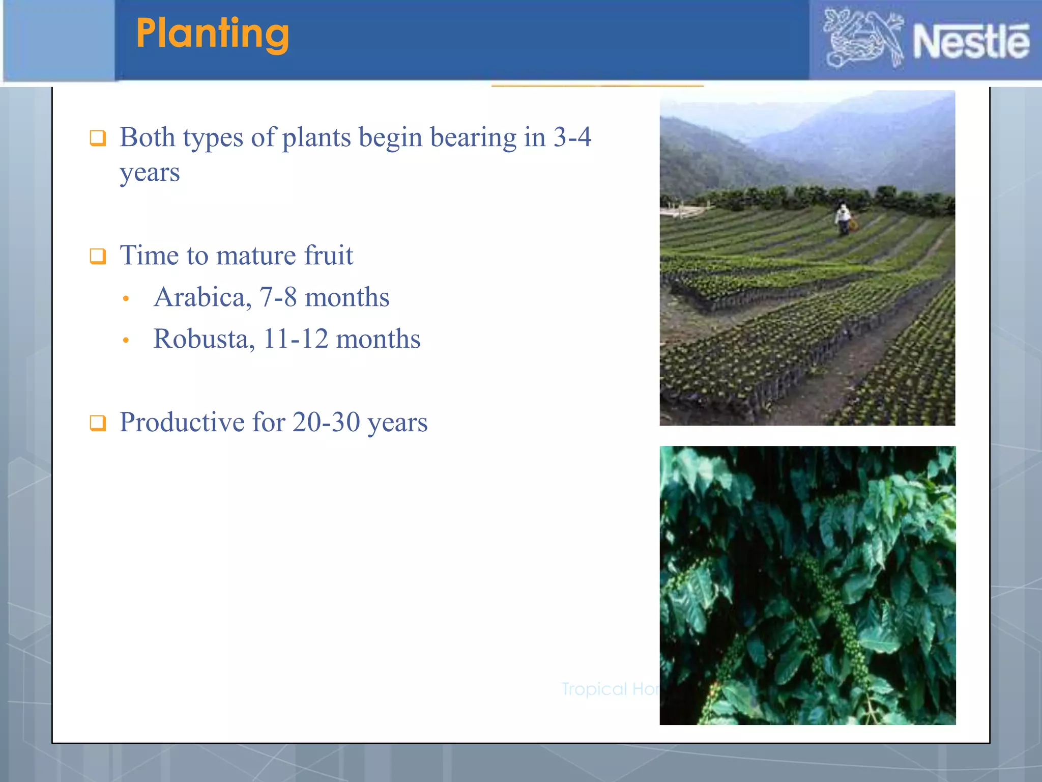 Both types of plants begin bearing in 3-4
years
 Time to mature fruit
• Arabica, 7-8 months
• Robusta, 11-12 months
 Productive for 20-30 years
Tropical Horticulture - Texas A&M University
Planting
 