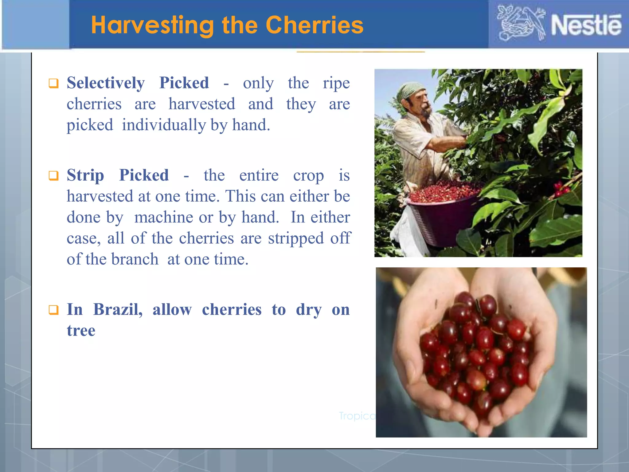  Selectively Picked - only the ripe
cherries are harvested and they are
picked individually by hand.
 Strip Picked - the entire crop is
harvested at one time. This can either be
done by machine or by hand. In either
case, all of the cherries are stripped off
of the branch at one time.
 In Brazil, allow cherries to dry on
tree
Tropical Horticulture - Texas A&M University
Harvesting the Cherries
 