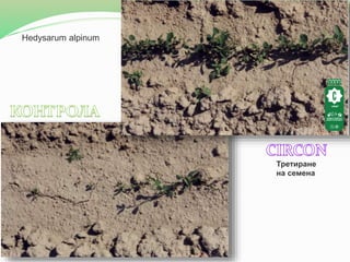 Hedysarum alpinum
Третиране
на семена
 