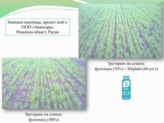Третиране на семена:
фунгицид (70%) + Siliplant (60 мл/т)
Третиране на семена:
фунгицид (100%)
Зимната пшеница, пролет 2016 г.
ООО «Авангард»
Рязанска област, Русия
 