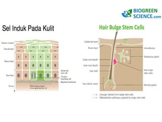 Biogreen Science Presentation Slide | PPT