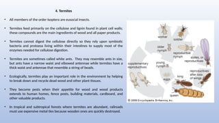 Comprehensive Overview of Bird Nests: Types, Functions, and ...