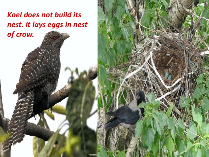 Nests
