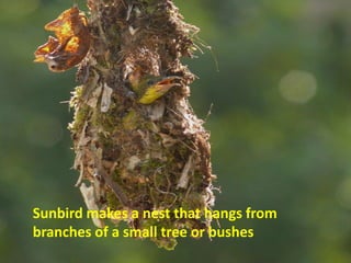 Sunbird makes a nest that hangs from
branches of a small tree or bushes
 