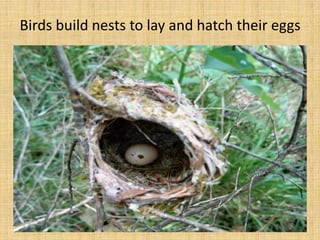 Birds build nests to lay and hatch their eggs
 