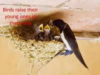 Birds raise their
 young ones in
   their nest
 