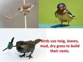Birds use twig, leaves,
mud, dry grass to build
      their nests.
 
